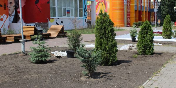 Фабрика ФорматовПосадка хвойных деревьев